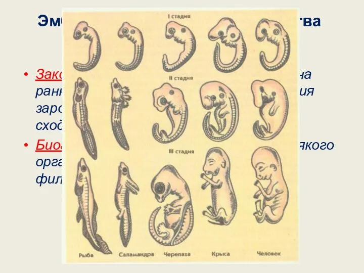 Эмбриологические доказательства эволюции. Закон зародышевого сходства (К.Бэр): на ранних этапах эмбрионального