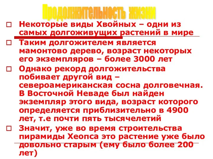 Некоторые виды Хвойных – одни из самых долгоживущих растений в мире