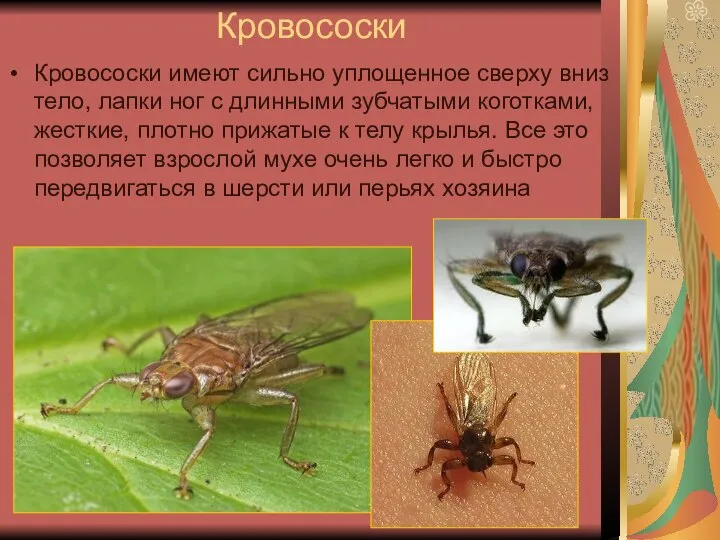 Кровососки Кровососки имеют сильно уплощенное сверху вниз тело, лапки ног с