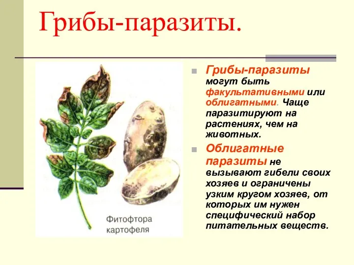 Грибы-паразиты. Грибы-паразиты могут быть факультативными или облигатными. Чаще паразитируют на растениях,