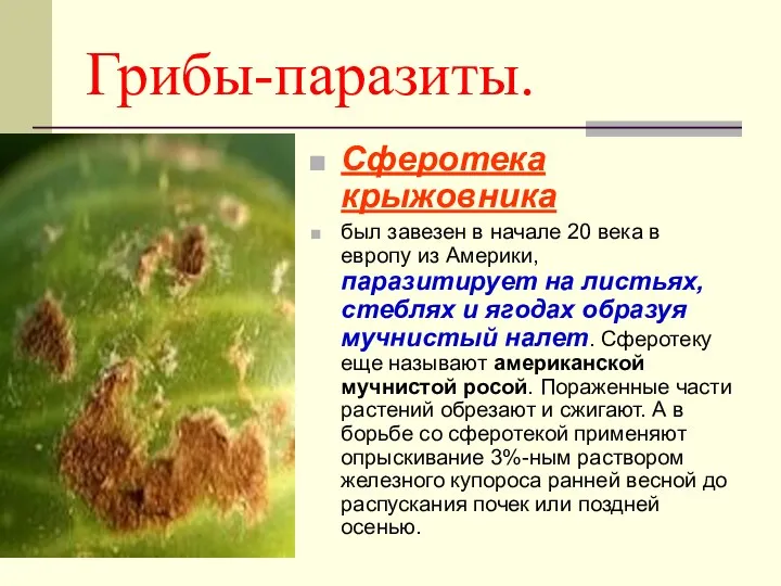 Грибы-паразиты. Сферотека крыжовника был завезен в начале 20 века в европу