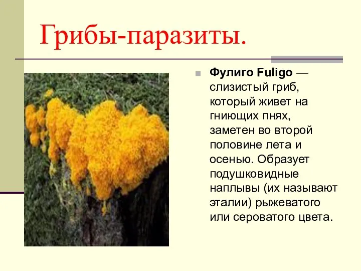 Грибы-паразиты. Фулиго Fuligo — слизистый гриб, который живет на гниющих пнях,