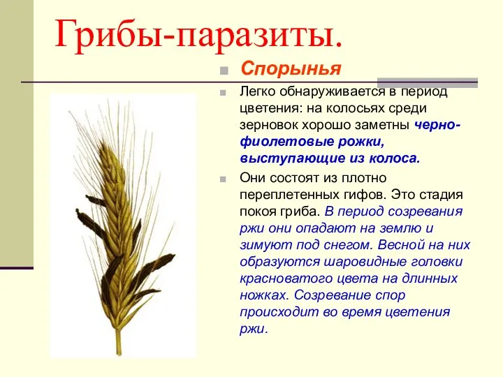 Грибы-паразиты. Спорынья Легко обнаруживается в период цветения: на колосьях среди зерновок