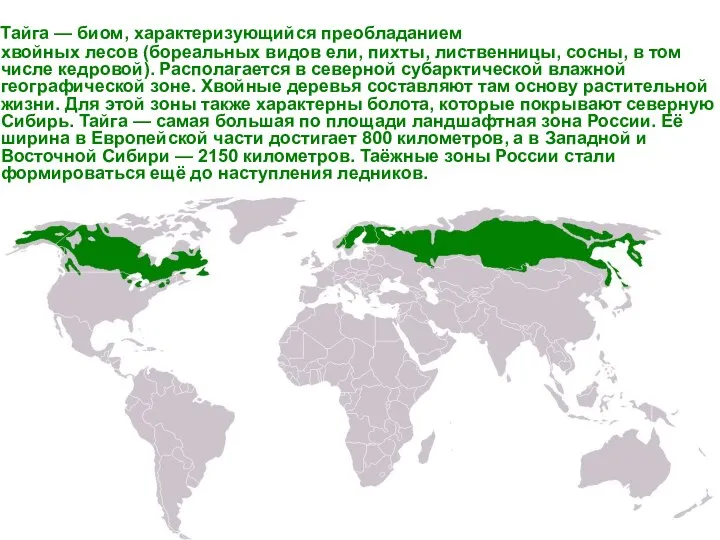 Тайга — биом, характеризующийся преобладанием хвойных лесов (бореальных видов ели, пихты,