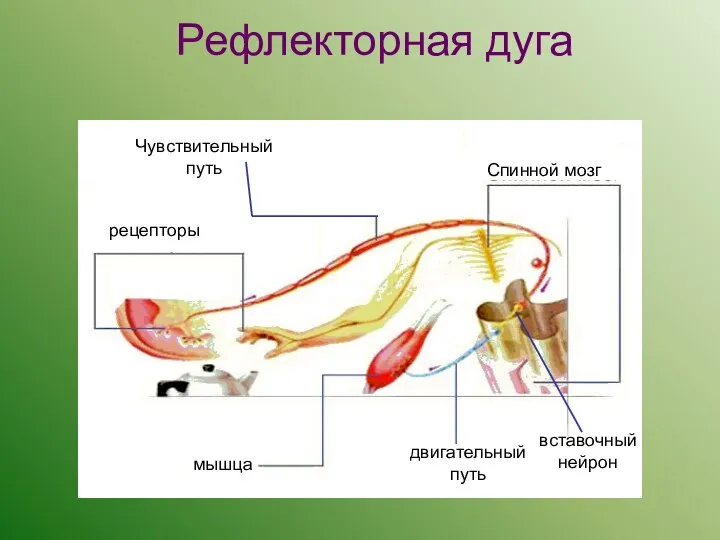 Рефлекторная дуга Чувствительный путь Спинной мозг рецепторы двигательный путь мышца вставочный нейрон