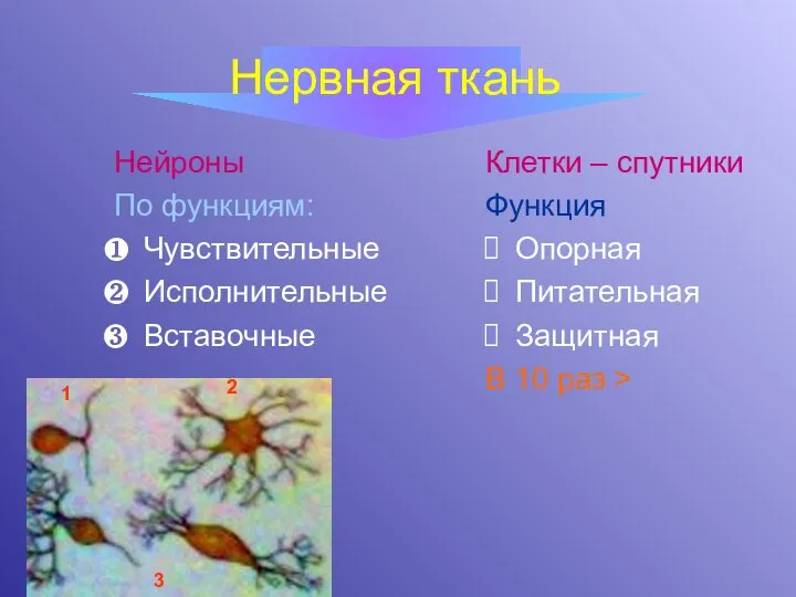 Нервная ткань Нейроны По функциям: Чувствительные Исполнительные Вставочные Клетки – спутники