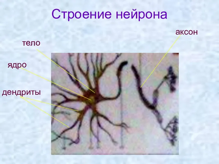 Строение нейрона ядро тело аксон дендриты