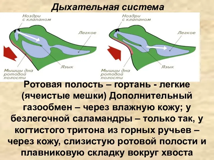 Дыхательная система Ротовая полость – гортань - легкие (ячеистые мешки) Дополнительный