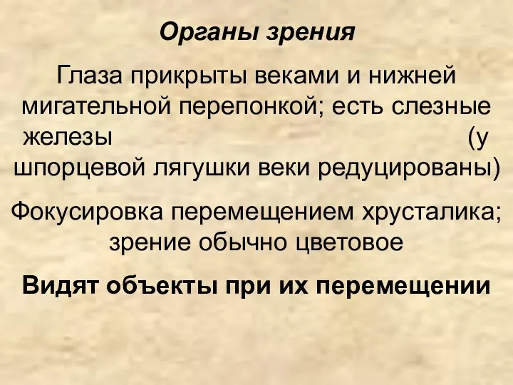 Органы зрения Глаза прикрыты веками и нижней мигательной перепонкой; есть слезные