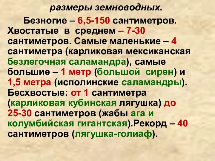 размеры земноводных. Безногие – 6,5-150 сантиметров. Хвостатые в среднем – 7-30