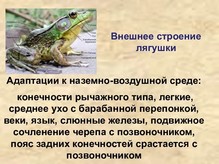 Внешнее строение лягушки Адаптации к наземно-воздушной среде: конечности рычажного типа, легкие,