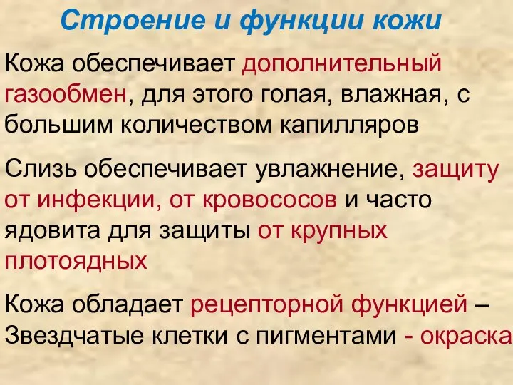 Строение и функции кожи Кожа обеспечивает дополнительный газообмен, для этого голая,