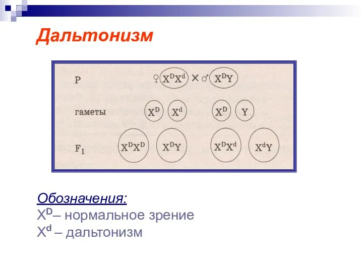 Дальтонизм Обозначения: ХD– нормальное зрение Xd – дальтонизм