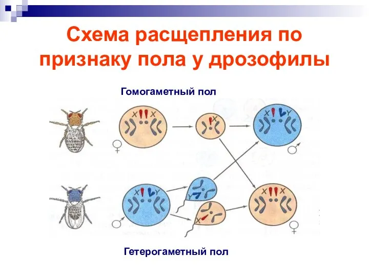 Схема расщепления по признаку пола у дрозофилы Гомогаметный пол Гетерогаметный пол