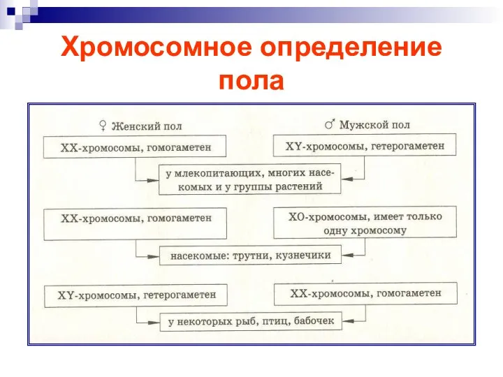 Хромосомное определение пола