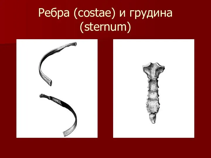 Ребра (costae) и грудина (sternum)