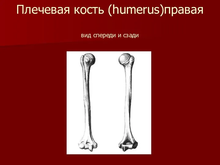 Плечевая кость (humerus)правая вид спереди и сзади