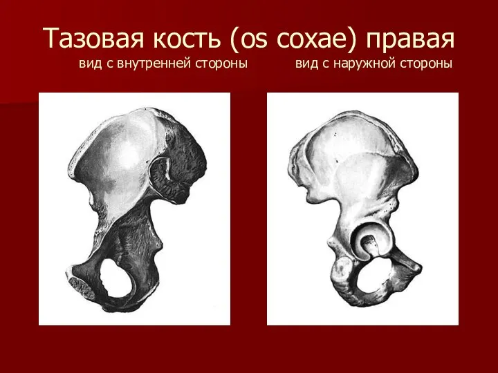 Тазовая кость (os coxae) правая вид с внутренней стороны вид с наружной стороны