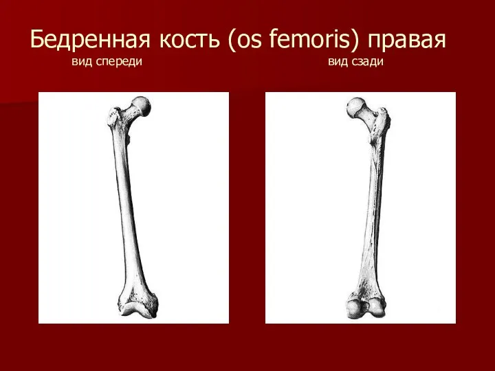 Бедренная кость (os femoris) правая вид спереди вид сзади