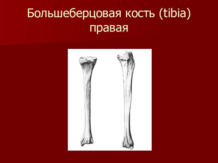 Большеберцовая кость (tibia) правая