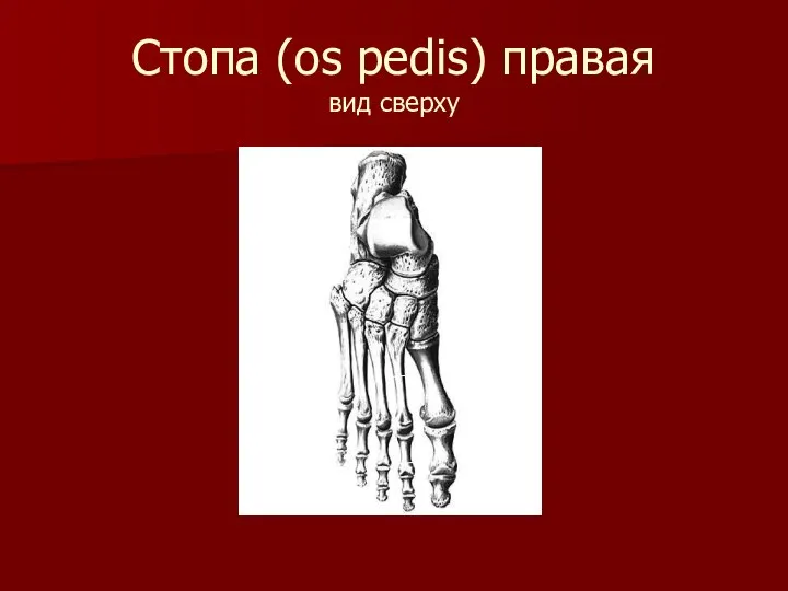 Стопа (os pedis) правая вид сверху