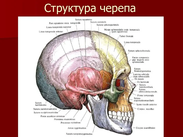 Структура черепа