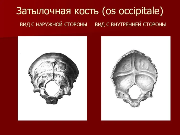 Затылочная кость (os occipitale) ВИД С НАРУЖНОЙ СТОРОНЫ ВИД С ВНУТРЕННЕЙ СТОРОНЫ