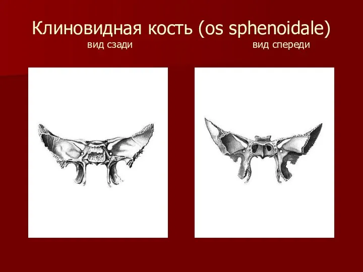 Клиновидная кость (os sphenoidale) вид сзади вид спереди