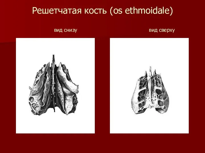 Решетчатая кость (os ethmoidale) вид снизу вид сверху