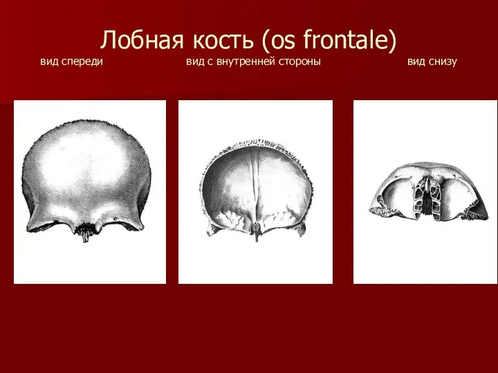 Лобная кость (os frontale) вид спереди вид с внутренней стороны вид снизу