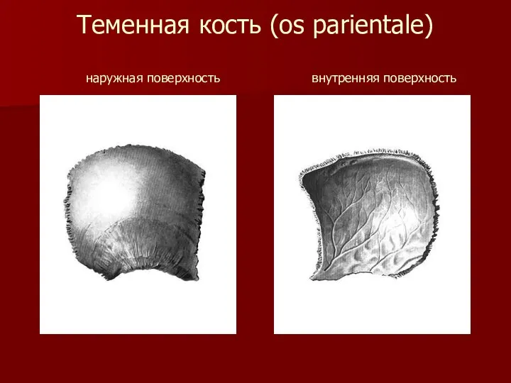 Теменная кость (os parientale) наружная поверхность внутренняя поверхность