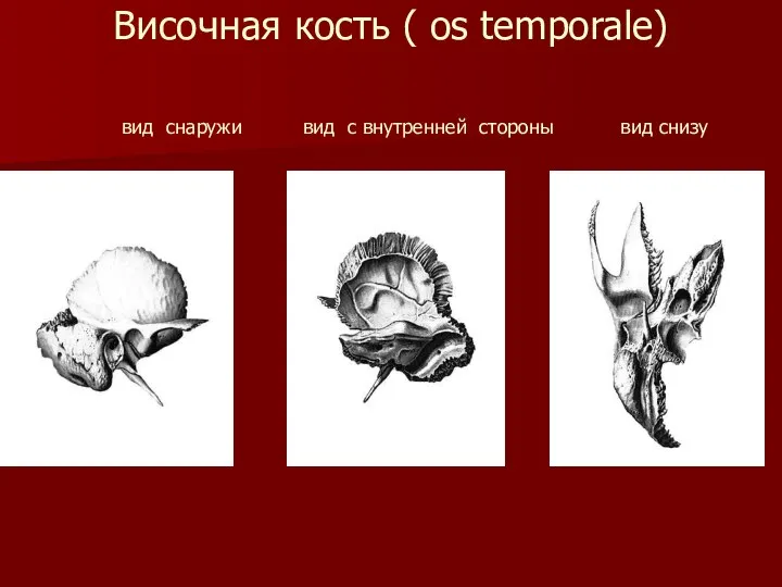 Височная кость ( os temporale) вид снаружи вид с внутренней стороны вид снизу