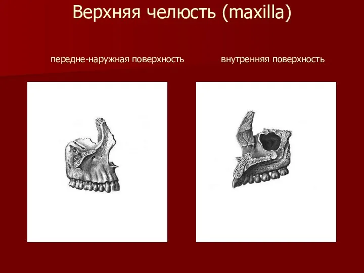 Верхняя челюсть (maxilla) передне-наружная поверхность внутренняя поверхность