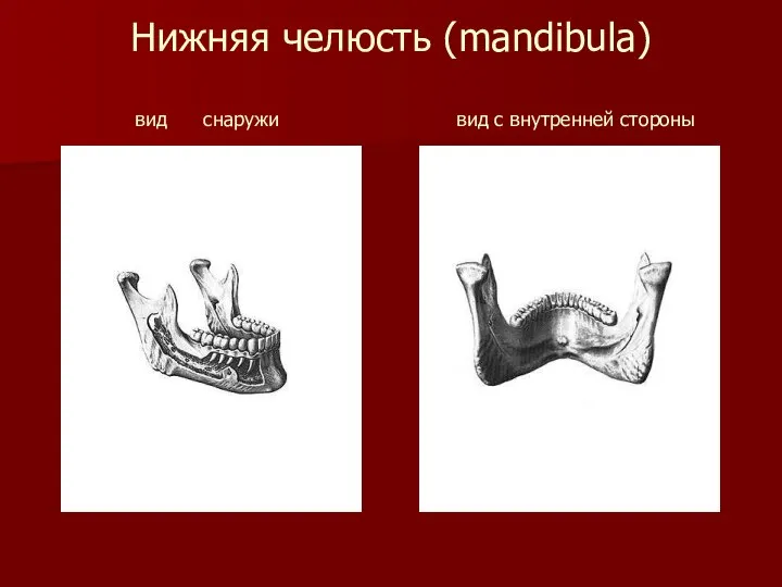 Нижняя челюсть (mandibula) вид снаружи вид с внутренней стороны