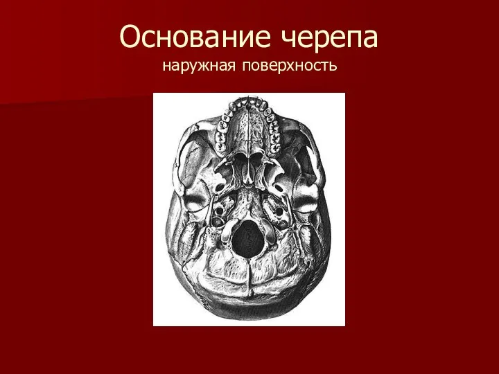 Основание черепа наружная поверхность