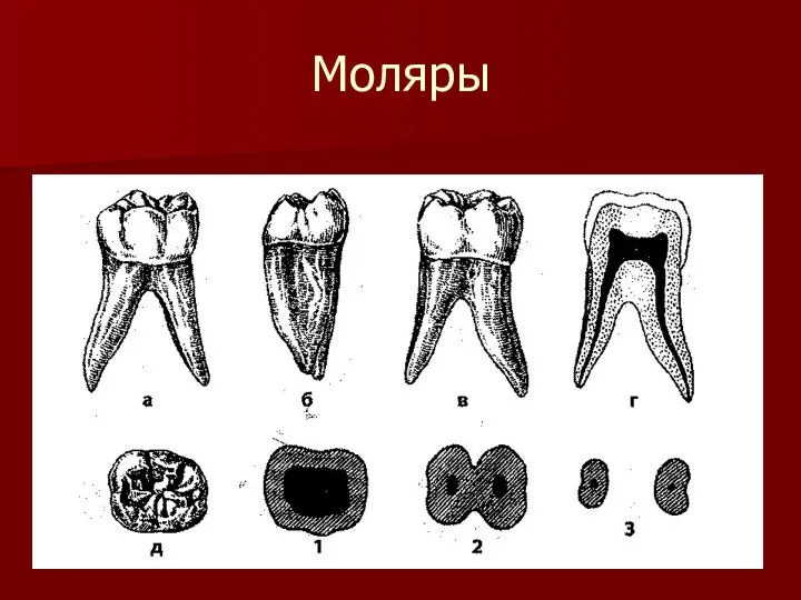 Моляры