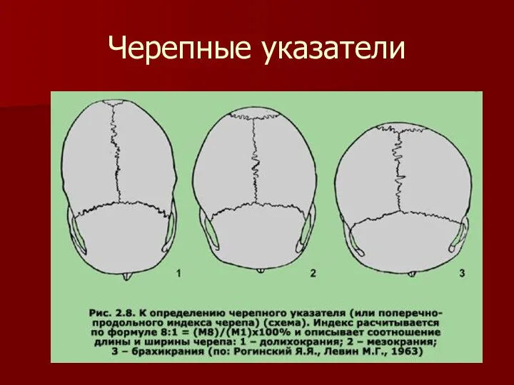 Черепные указатели