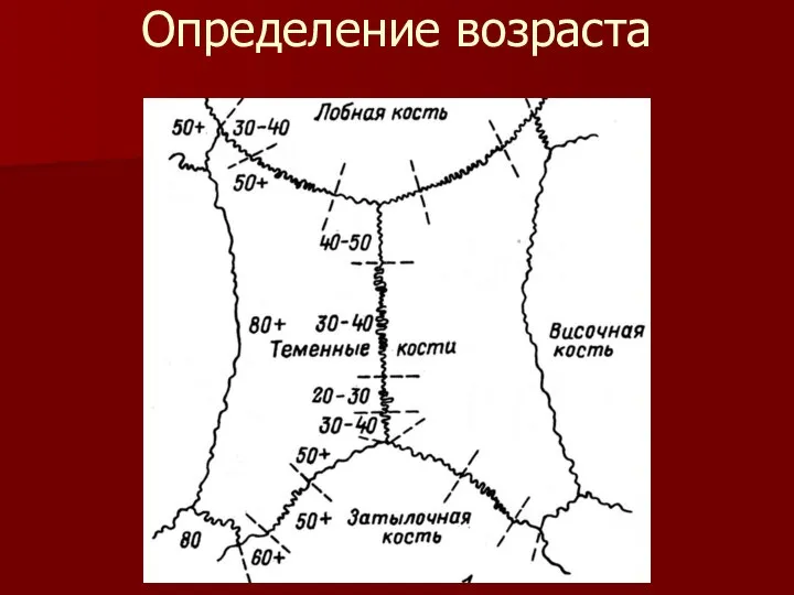 Определение возраста