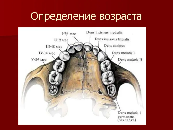 Определение возраста