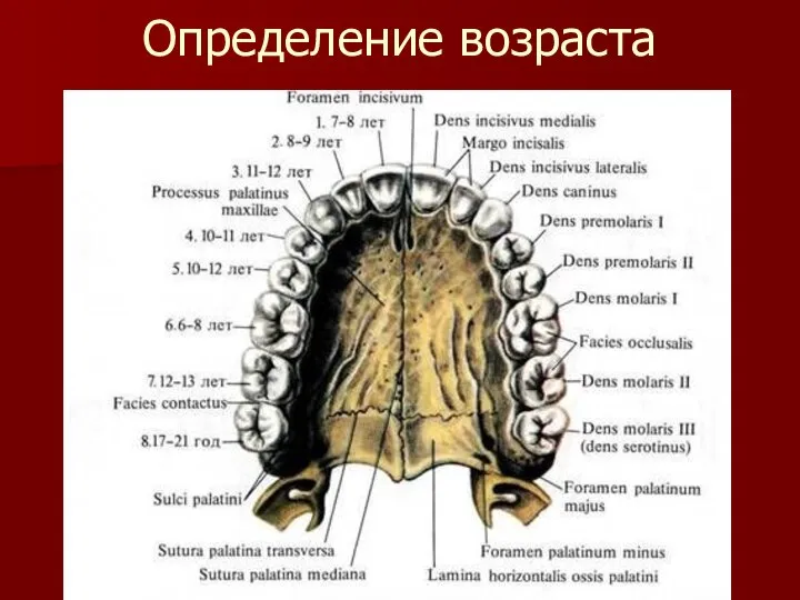 Определение возраста