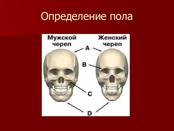 Определение пола