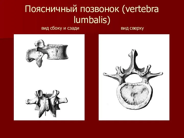 Поясничный позвонок (vertebra lumbalis) вид сбоку и сзади вид сверху