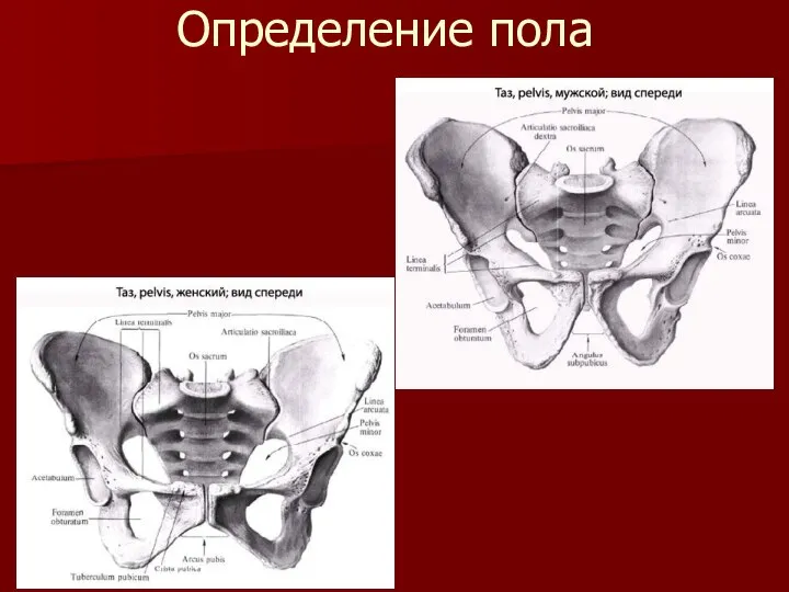 Определение пола