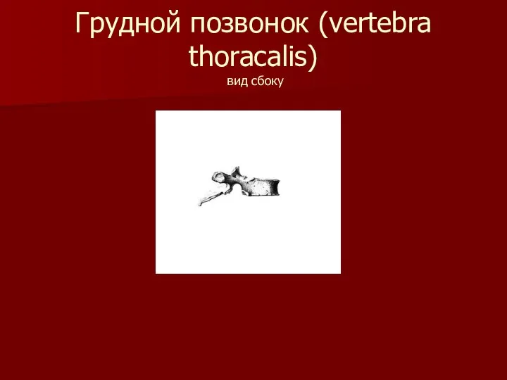 Грудной позвонок (vertebra thoracalis) вид сбоку