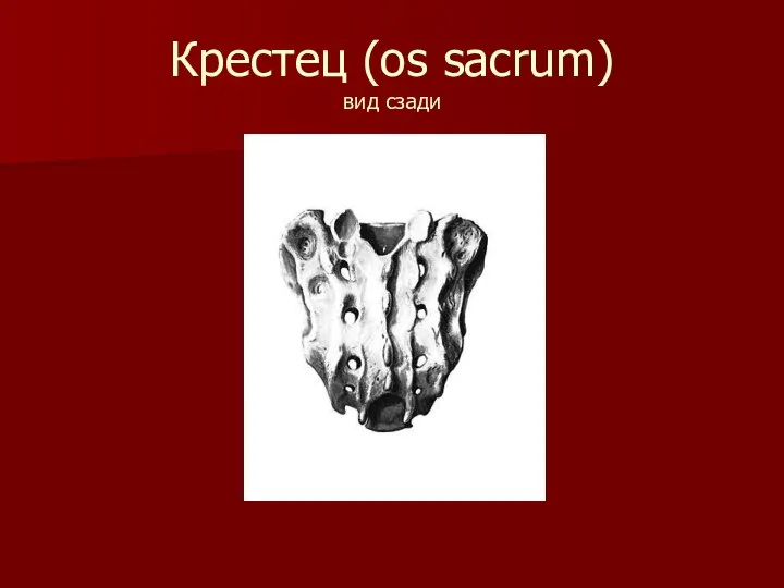 Крестец (os sacrum) вид сзади