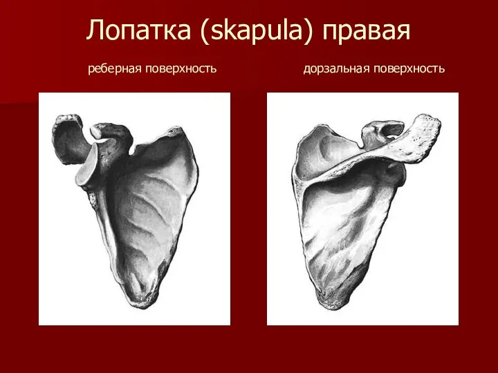 Лопатка (skapula) правая реберная поверхность дорзальная поверхность