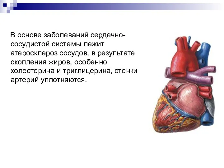 В основе заболеваний сердечно-сосудистой системы лежит атеросклероз сосудов, в результате скопления
