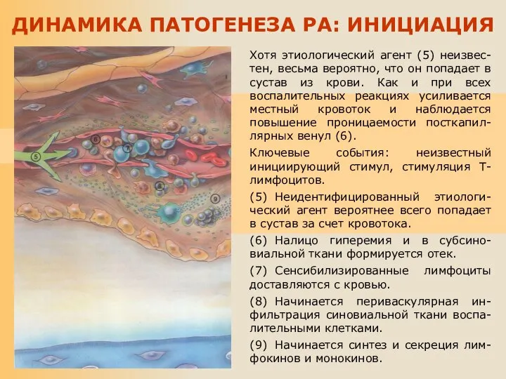 Хотя этиологический агент (5) неизвес-тен, весьма вероятно, что он попадает в