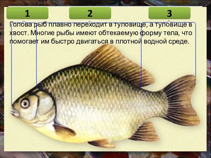 Голова рыб плавно переходит в туловище, а туловище в хвост. Многие