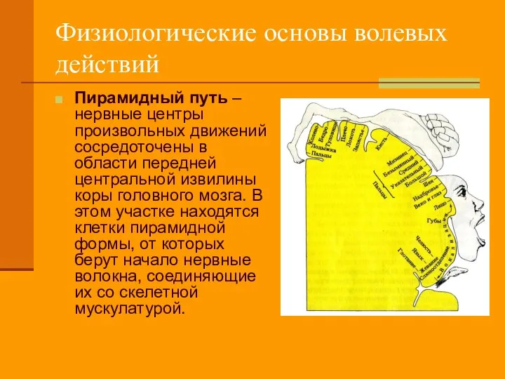 Физиологические основы волевых действий Пирамидный путь – нервные центры произвольных движений